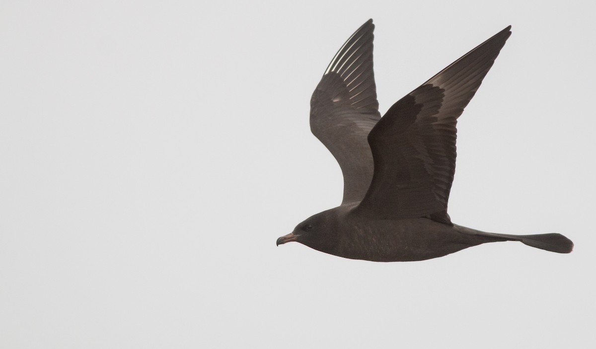 Pomarine Jaeger - Ian Davies