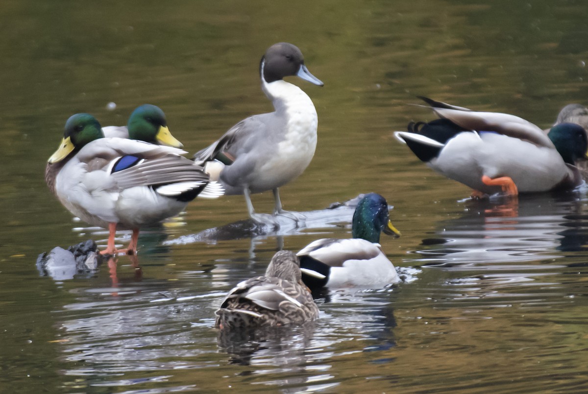Шовтгор алаг нугас - ML273297611