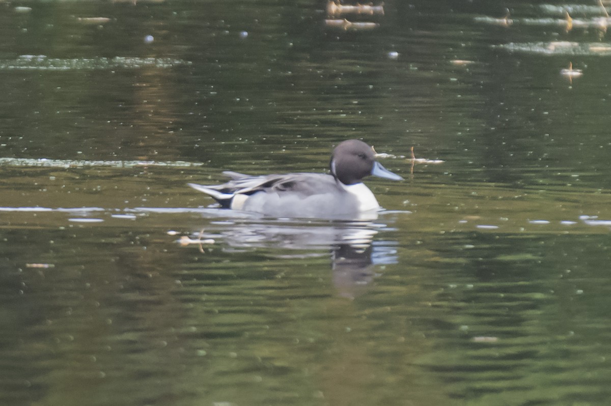 Шовтгор алаг нугас - ML273297621