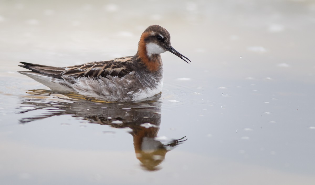 Red-necked Phalarope - Ian Davies