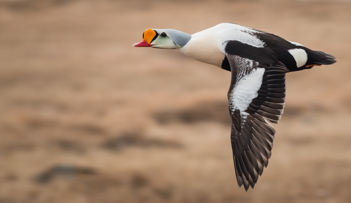 King Eider - ML27329811