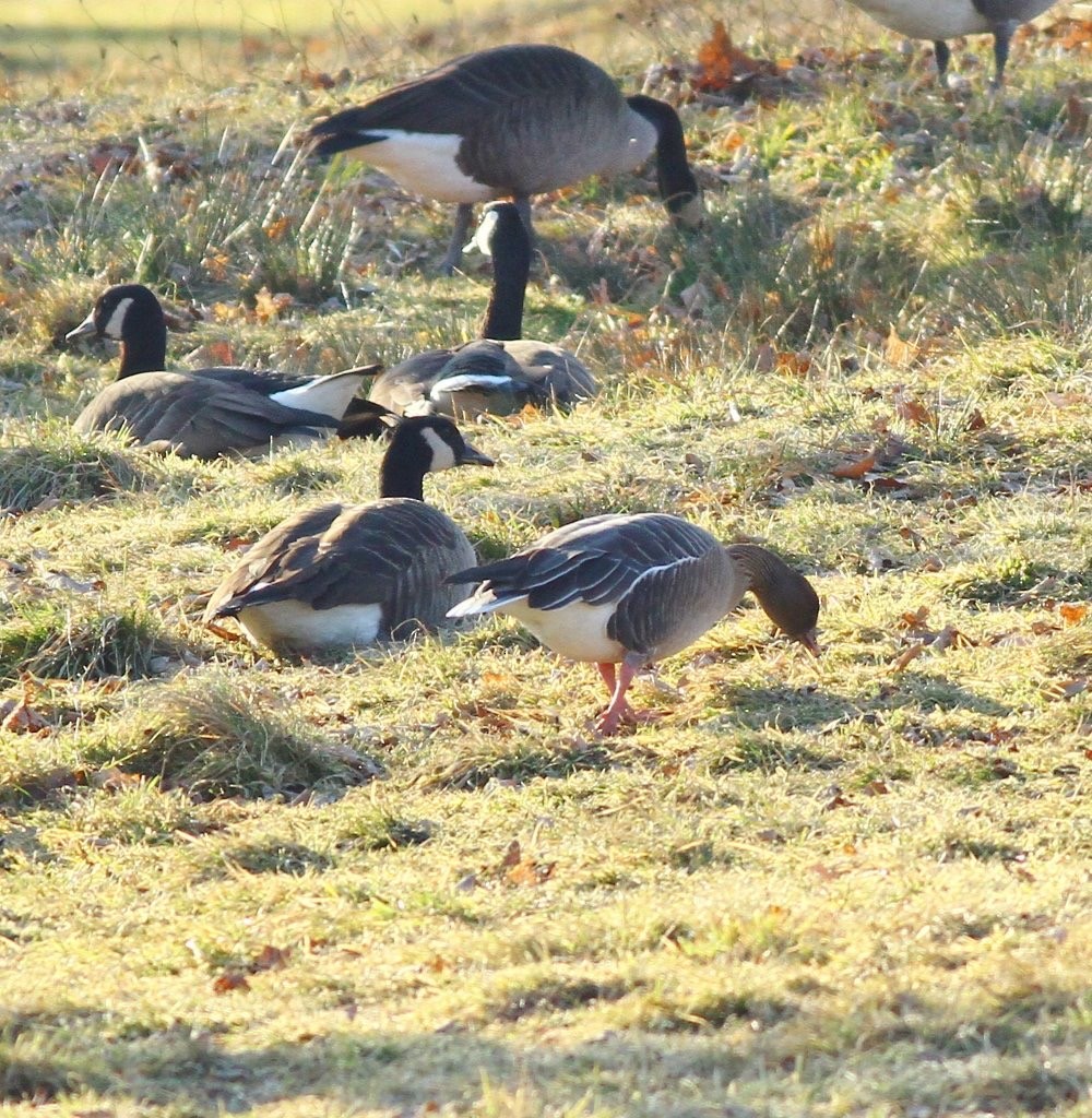 Pink-footed Goose - ML273299551
