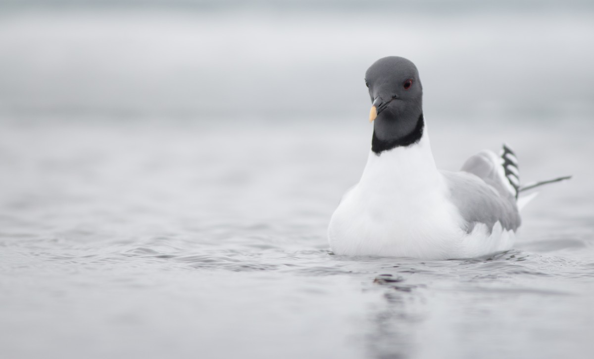 Mouette de Sabine - ML27330081