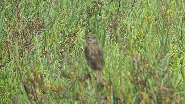 Savannah Sparrow (Belding's) - ML273301541