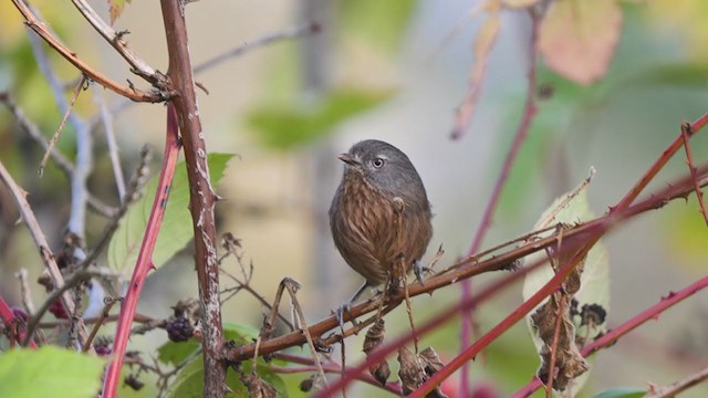 Wrentit - ML273303011