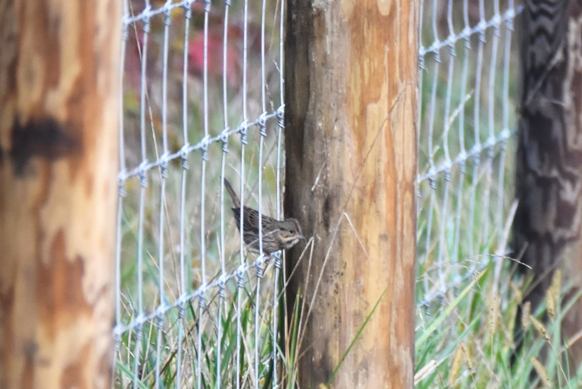 Lincoln's Sparrow - irina shulgina