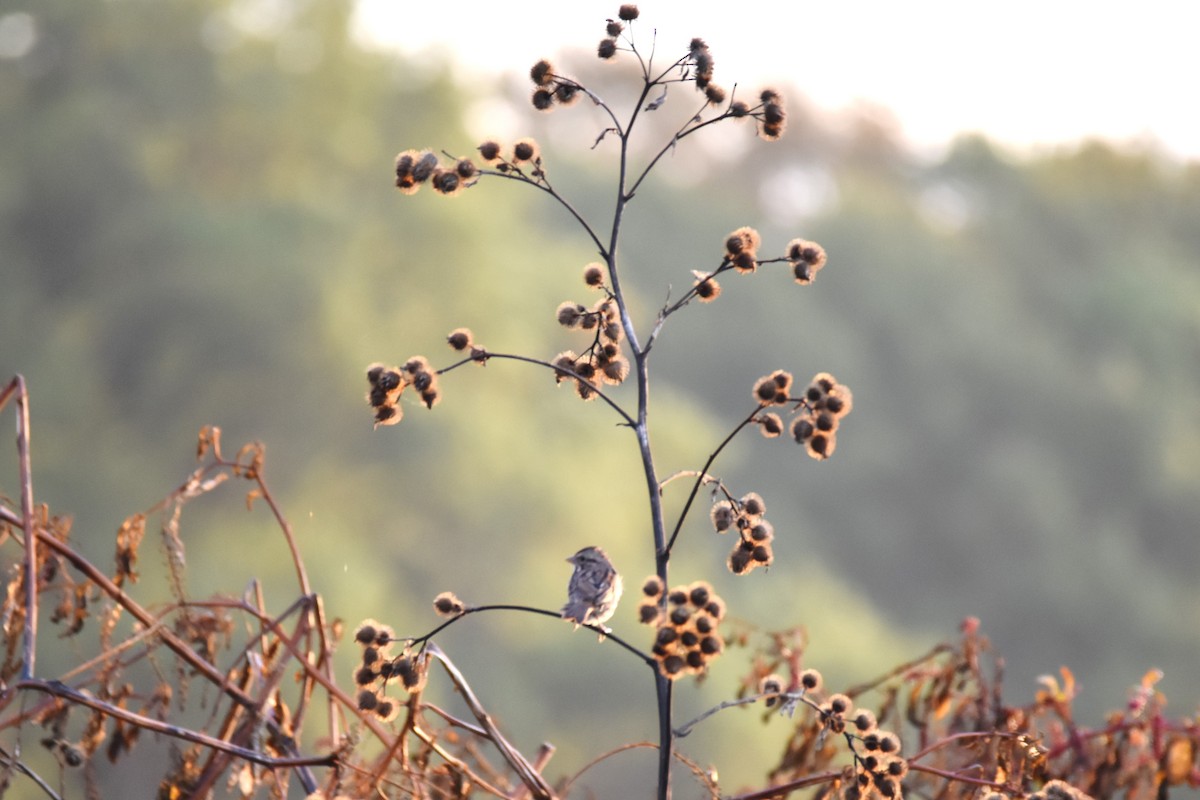 Song Sparrow - ML273303491