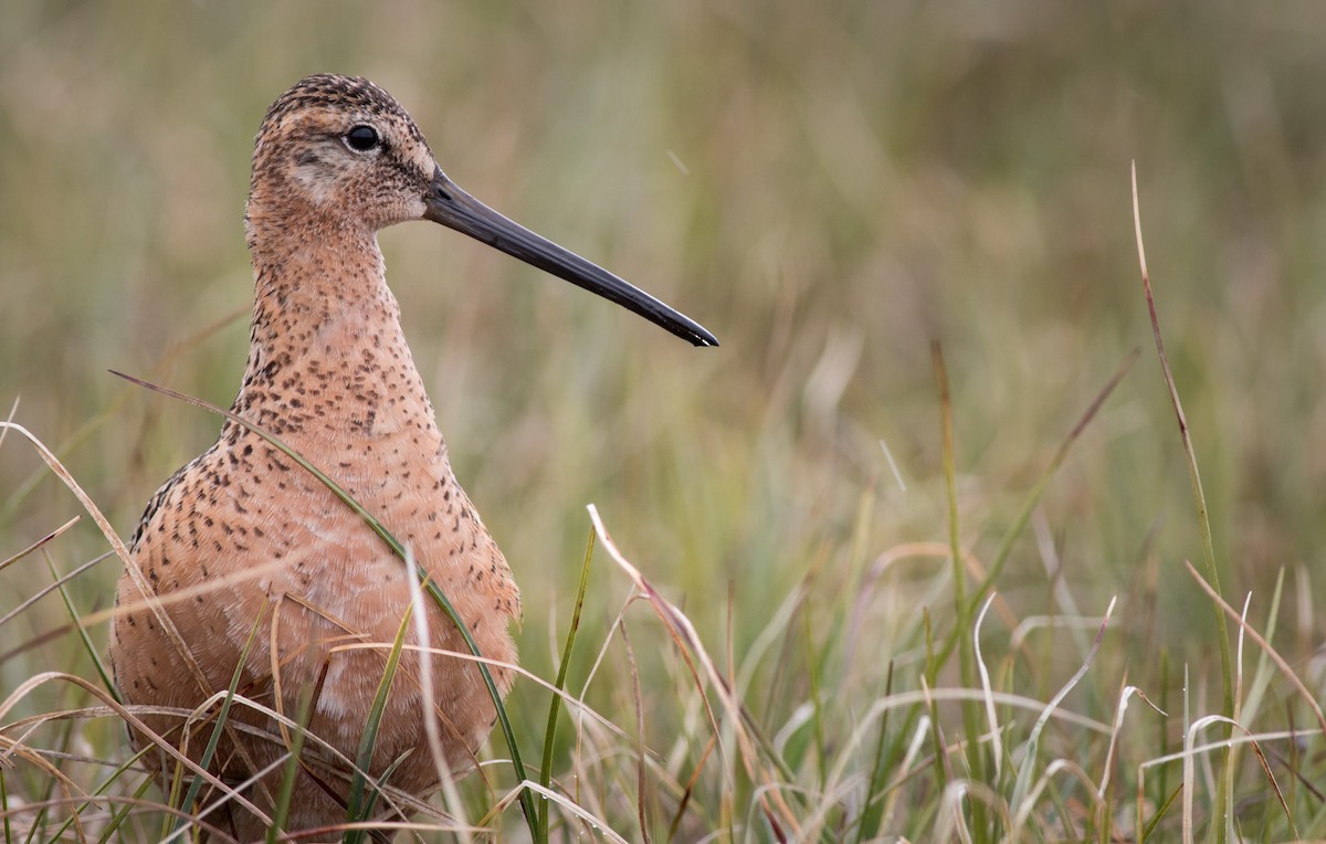 Long-billed Dowitcher - ML27330361