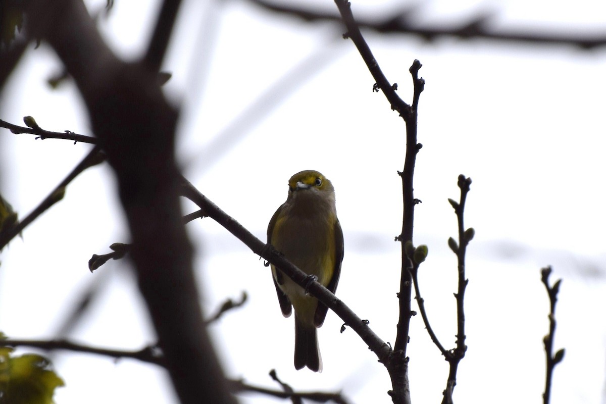 Vireo Ojiblanco - ML27330441