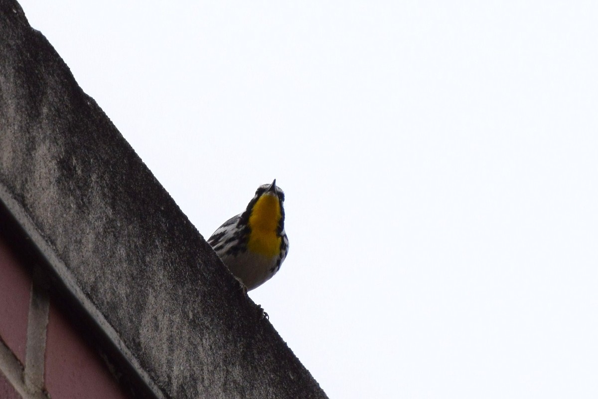 Yellow-throated Warbler - ML27330461