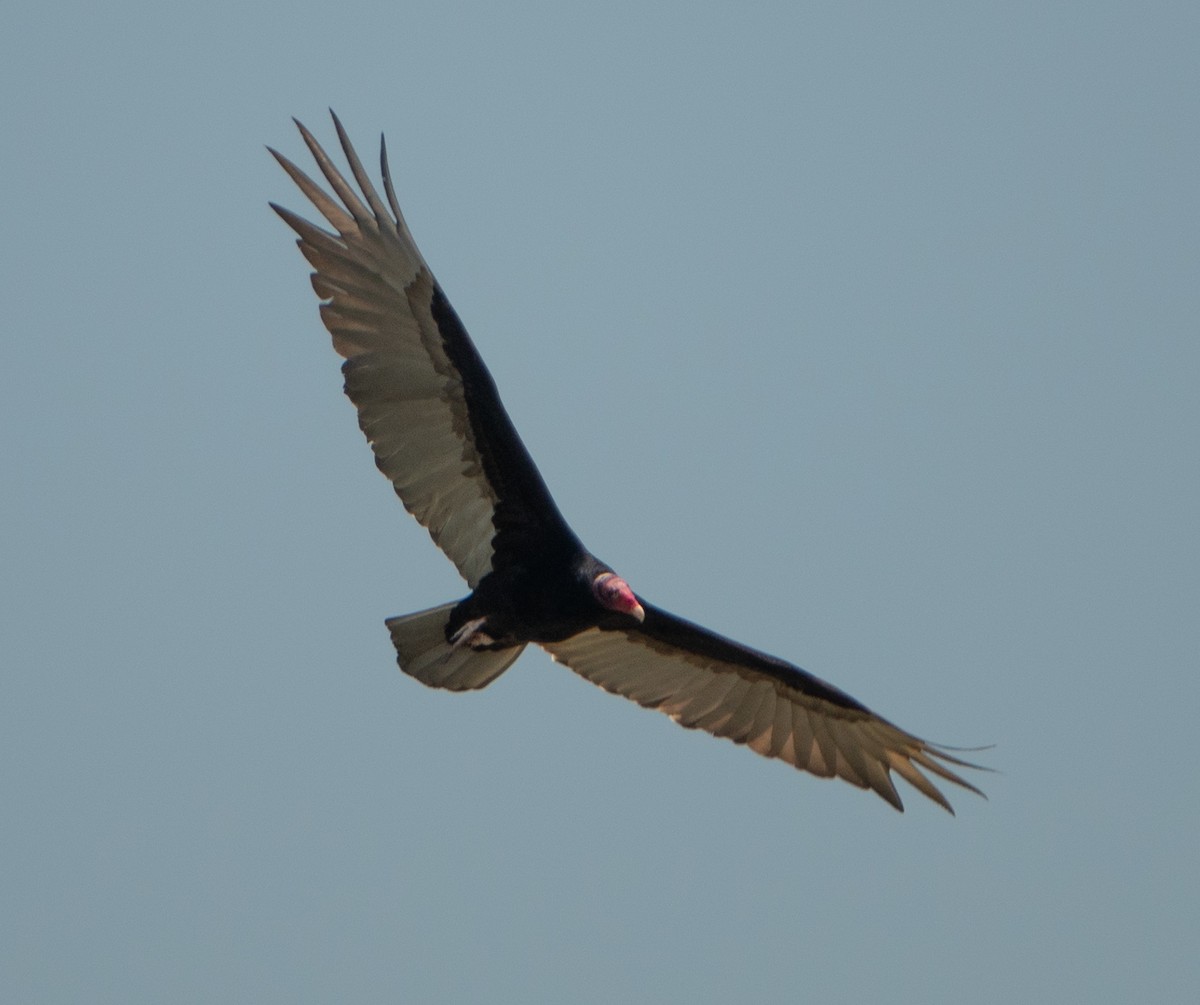 Turkey Vulture - ML273305251