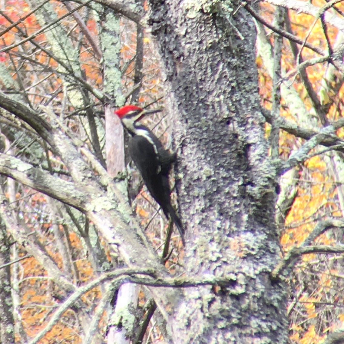 Pileated Woodpecker - Maria Moyser