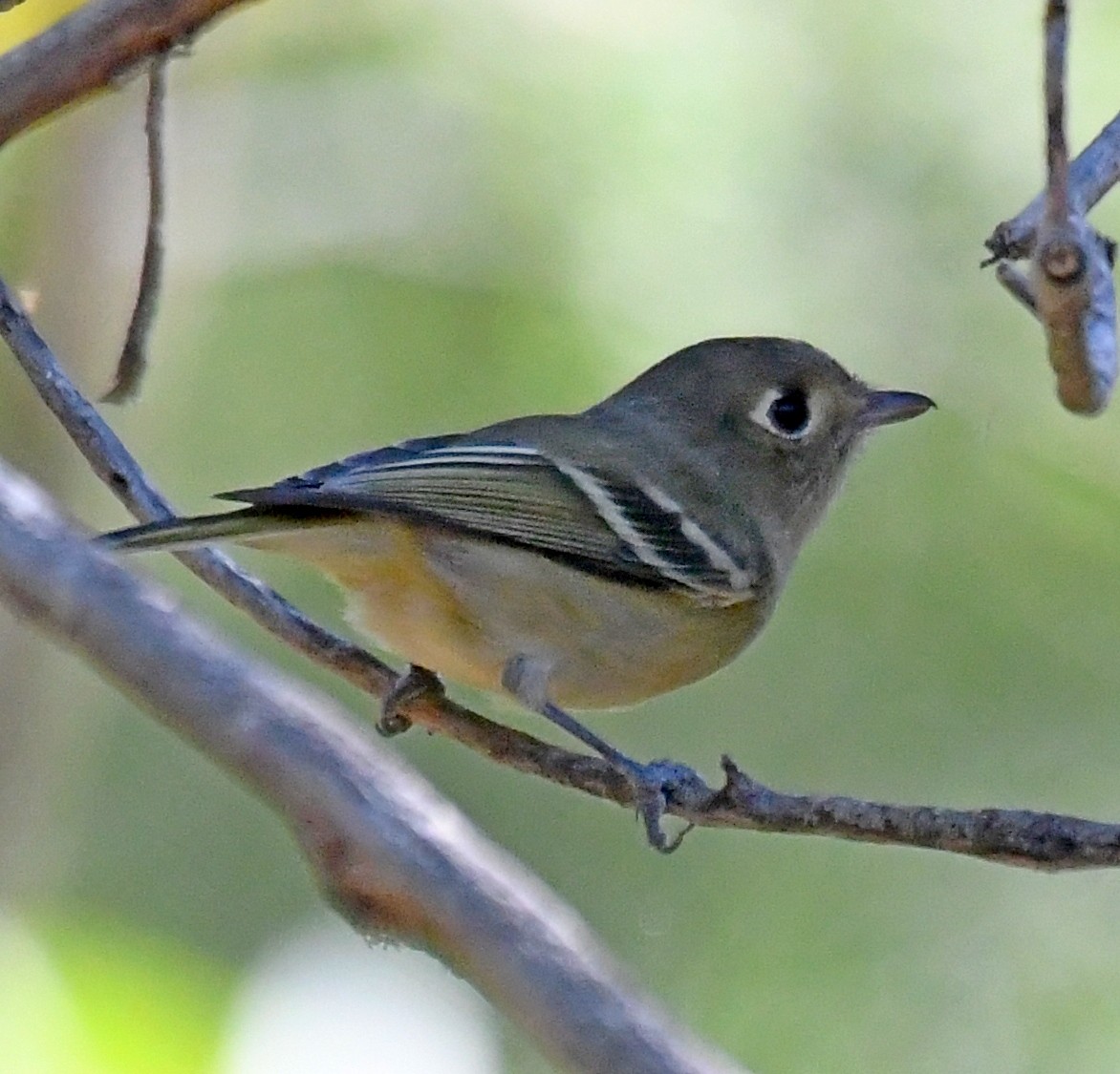 Hutton's Vireo - ML273308241