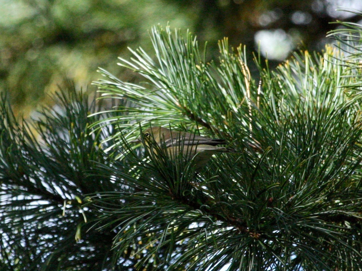 Pine Warbler - Loyan Beausoleil