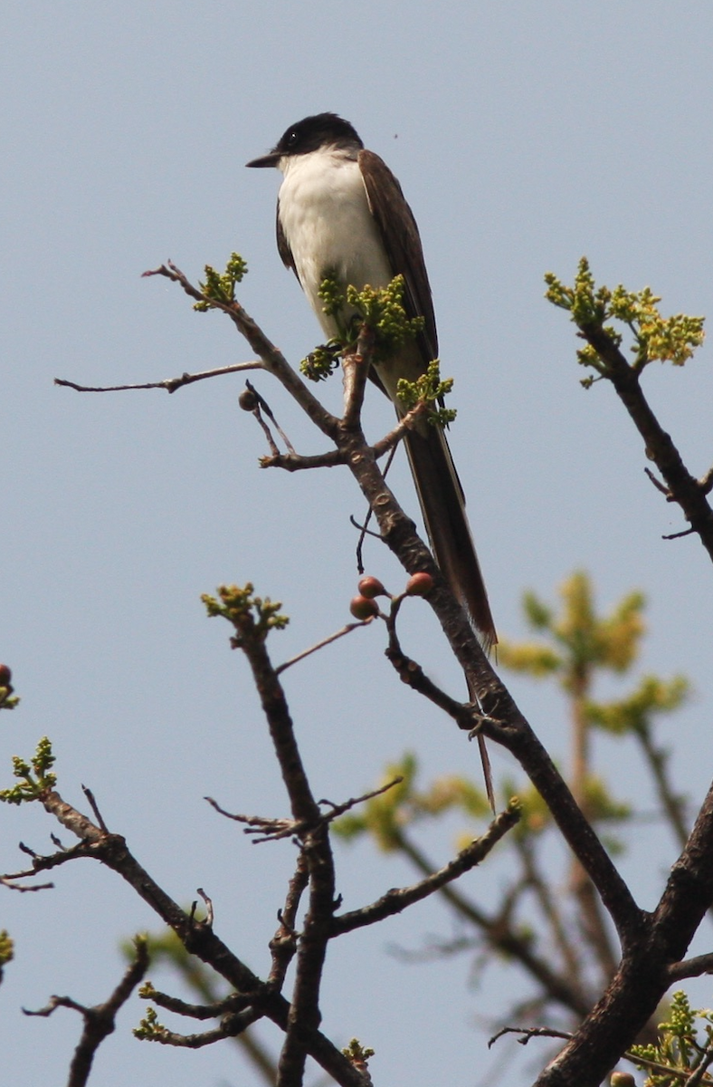 Gabelschwanz-Königstyrann - ML27330901