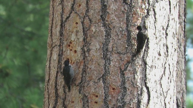 Black-backed Woodpecker - ML273309051