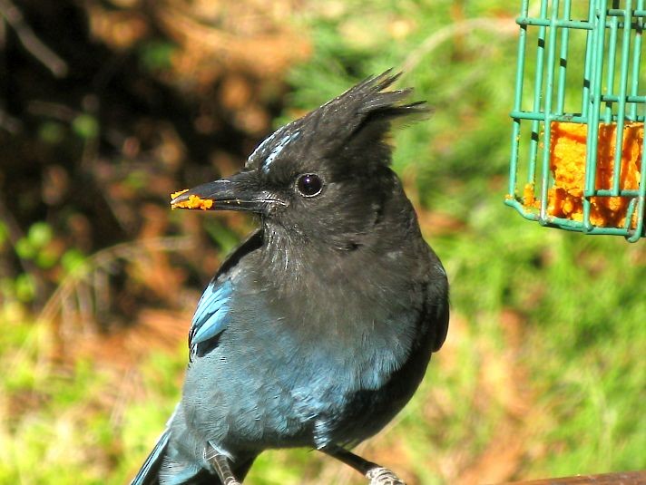 Steller's Jay - ML273309841