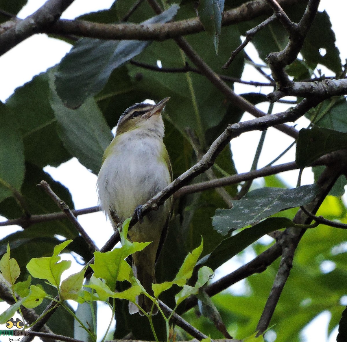 Chivi Vireo - Birding Iguazu