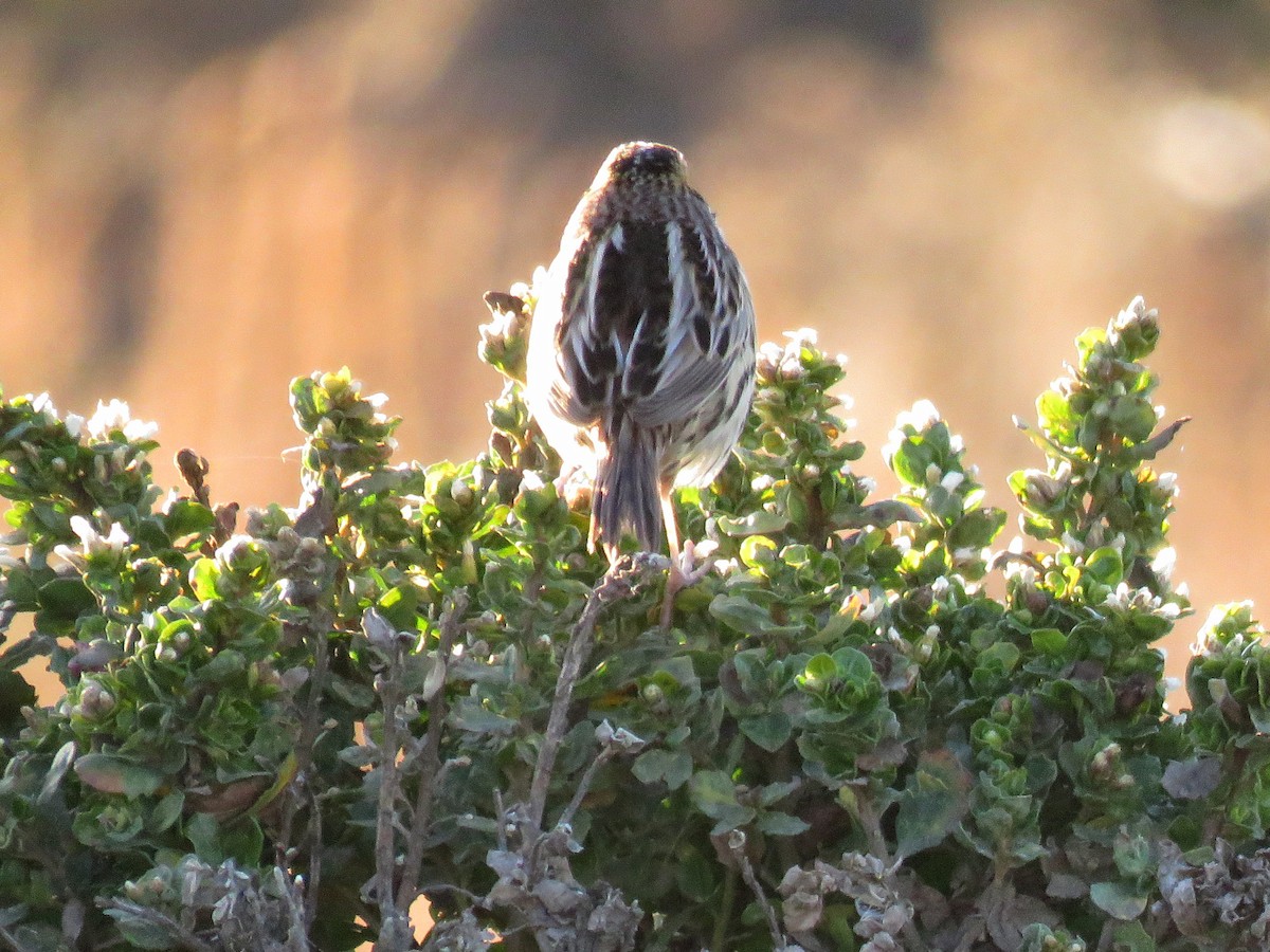 LeConte's Sparrow - ML273314321