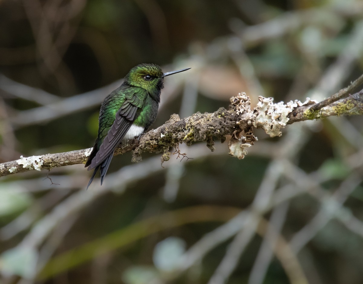 Calzadito Reluciente - ML273314551