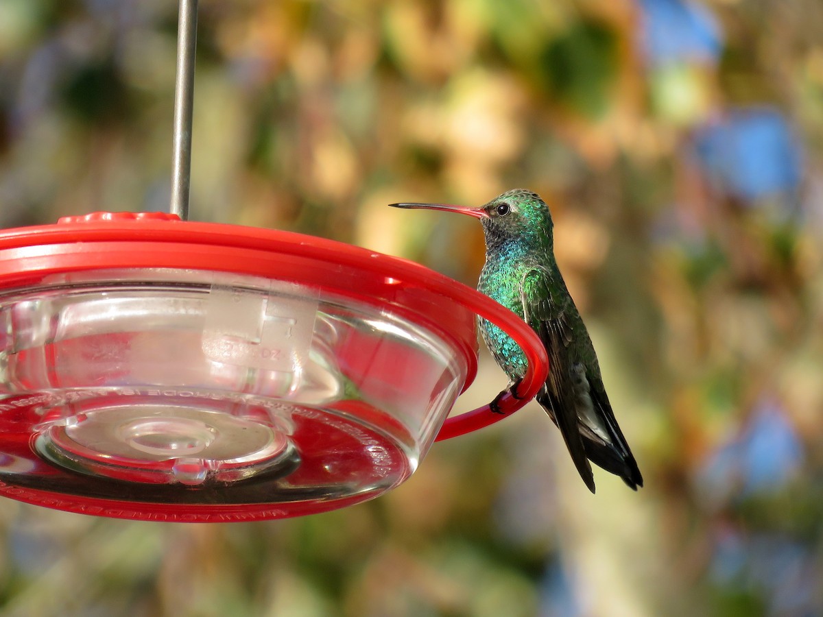 Broad-billed Hummingbird - Gena Zolotar