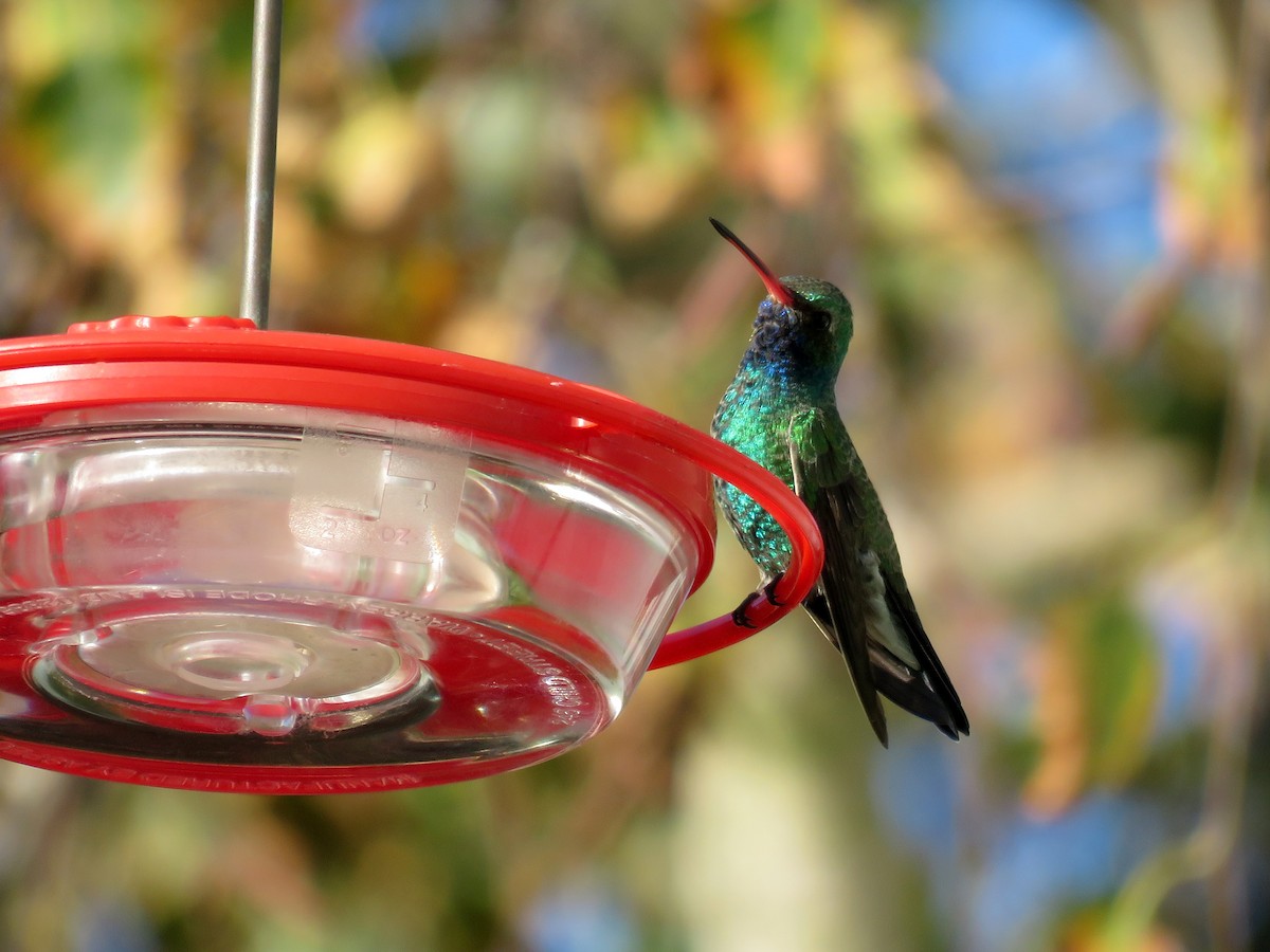 Broad-billed Hummingbird - Gena Zolotar