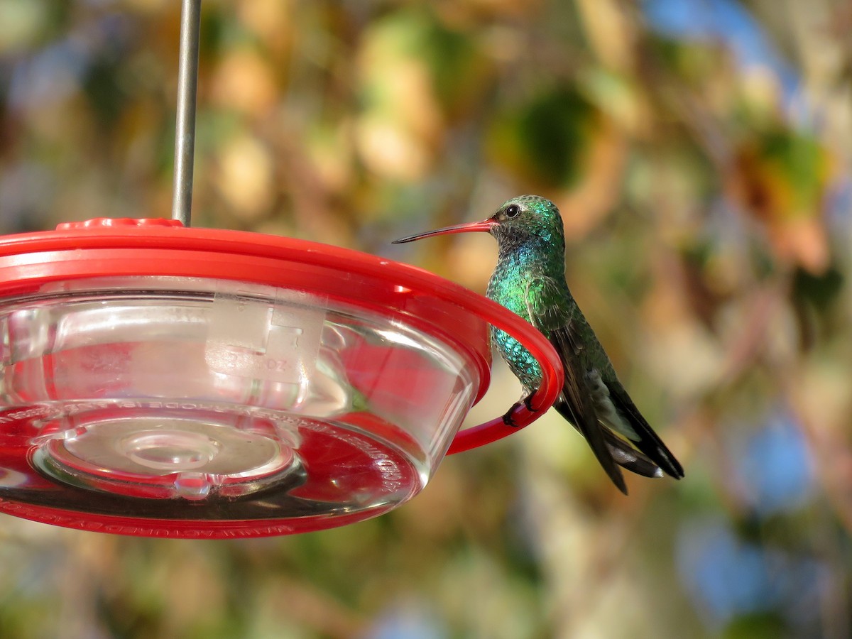 Broad-billed Hummingbird - Gena Zolotar