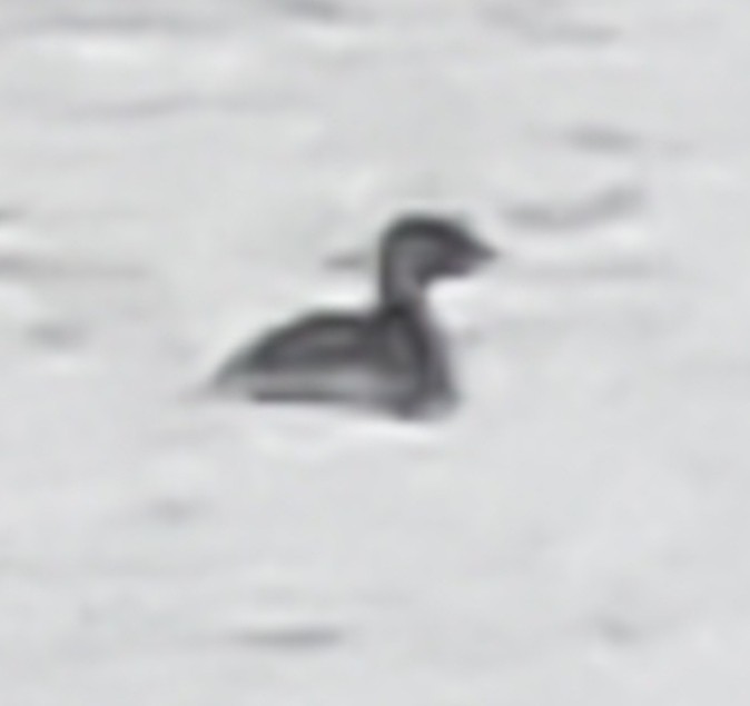 Pied-billed Grebe - ML273315531