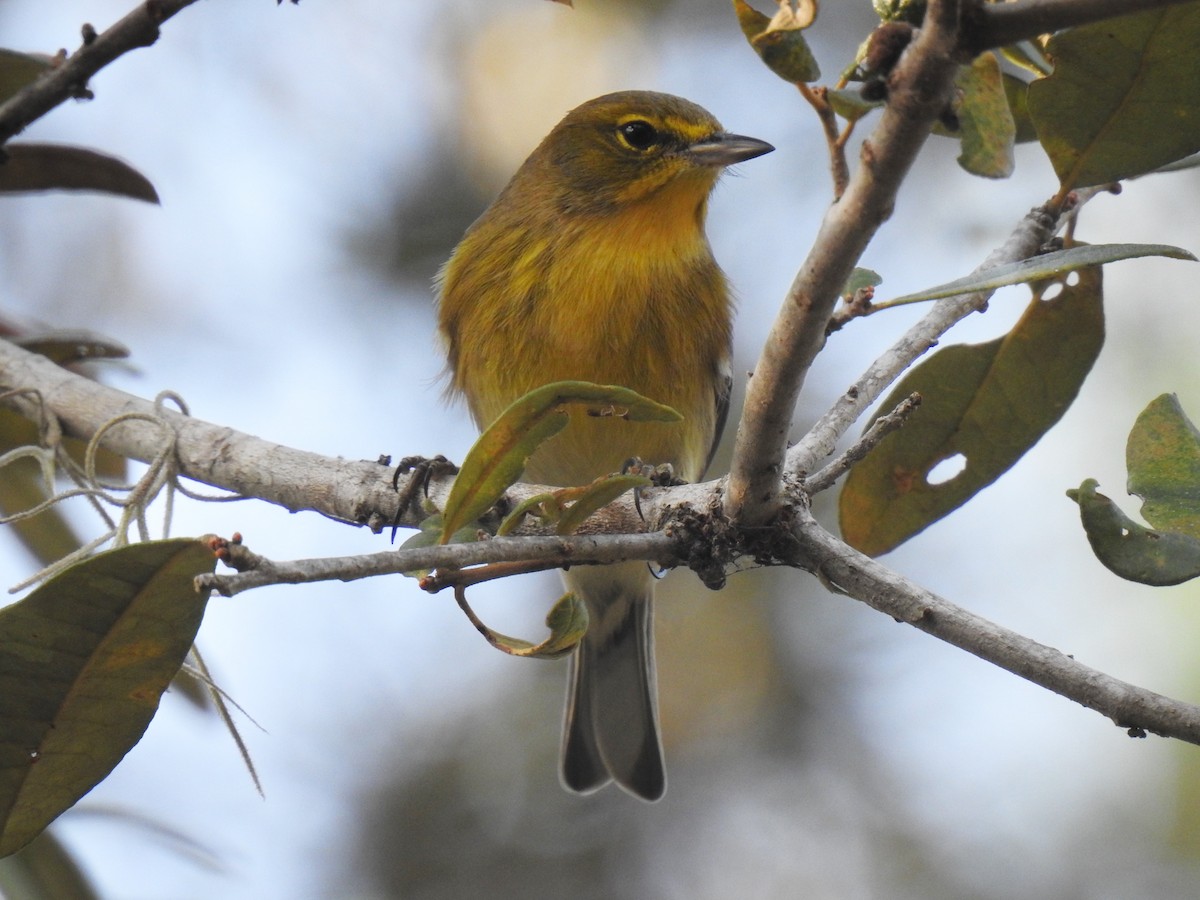 Pine Warbler - ML273316701