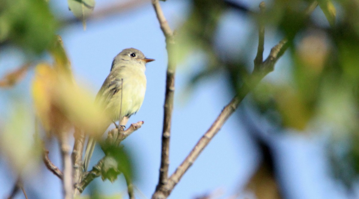 Least Flycatcher - ML273319051