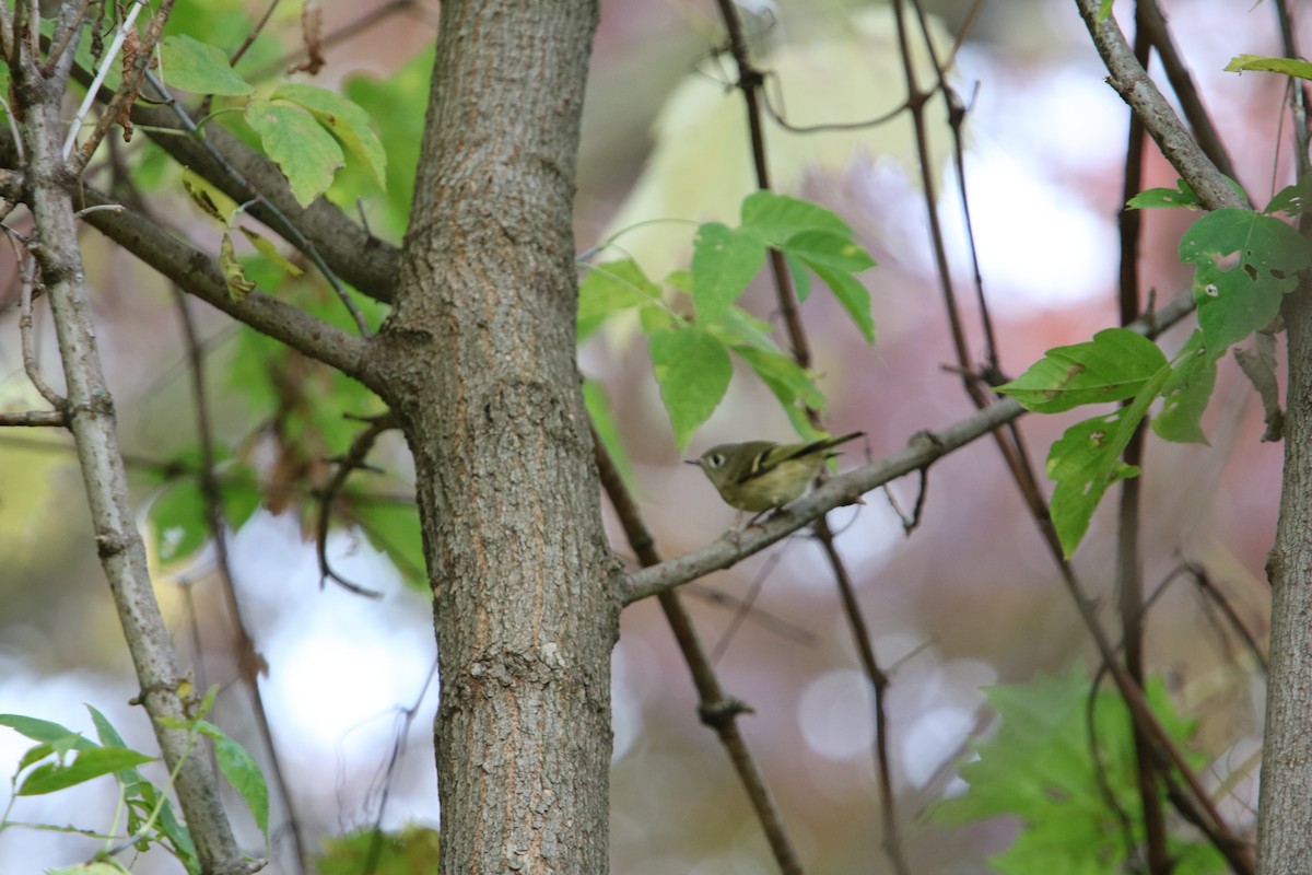 Ruby-crowned Kinglet - Phil Mills