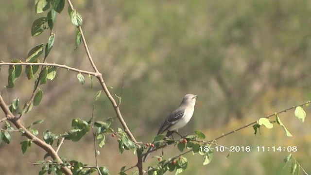 Northern Mockingbird - ML273319721