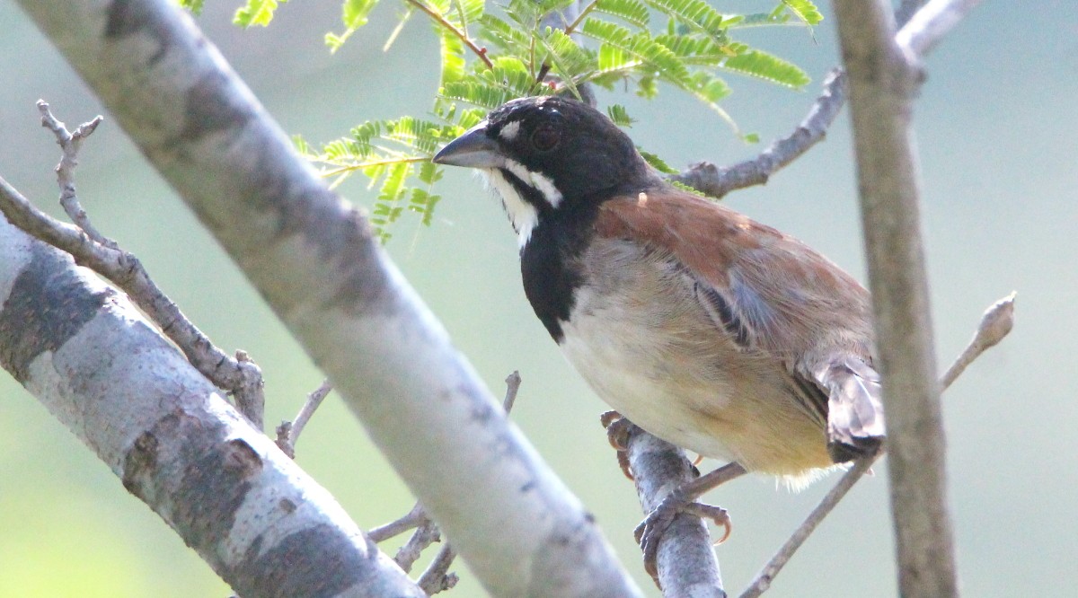 Black-chested Sparrow - ML273319791