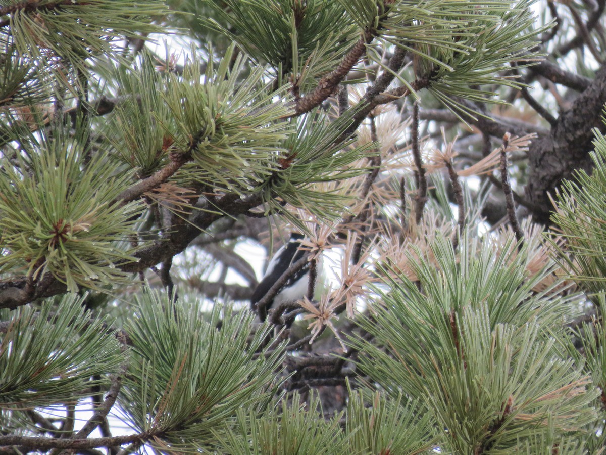 Hairy Woodpecker (Rocky Mts.) - ML273320971