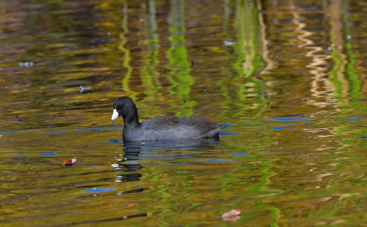 American Coot (Red-shielded) - ML273321431