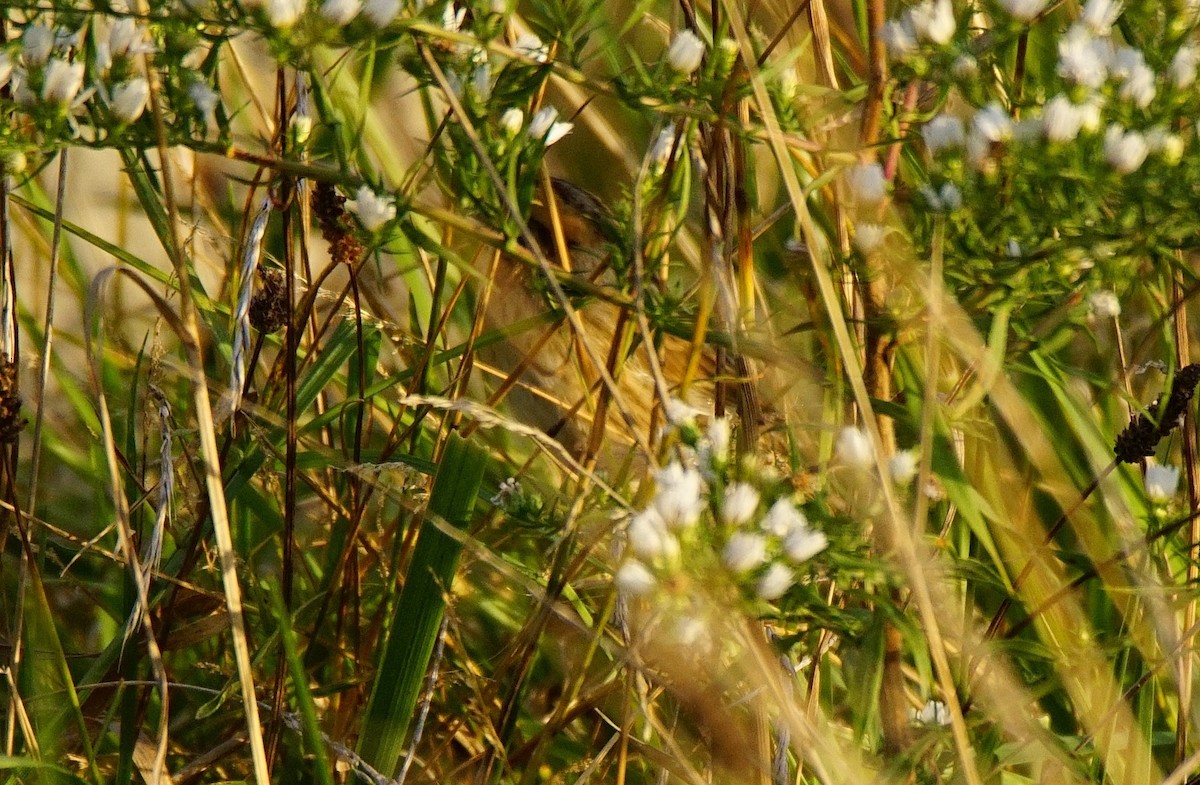 nålstjertspurv - ML273322771