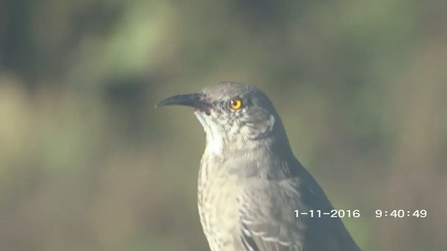 Curve-billed Thrasher - ML273323381