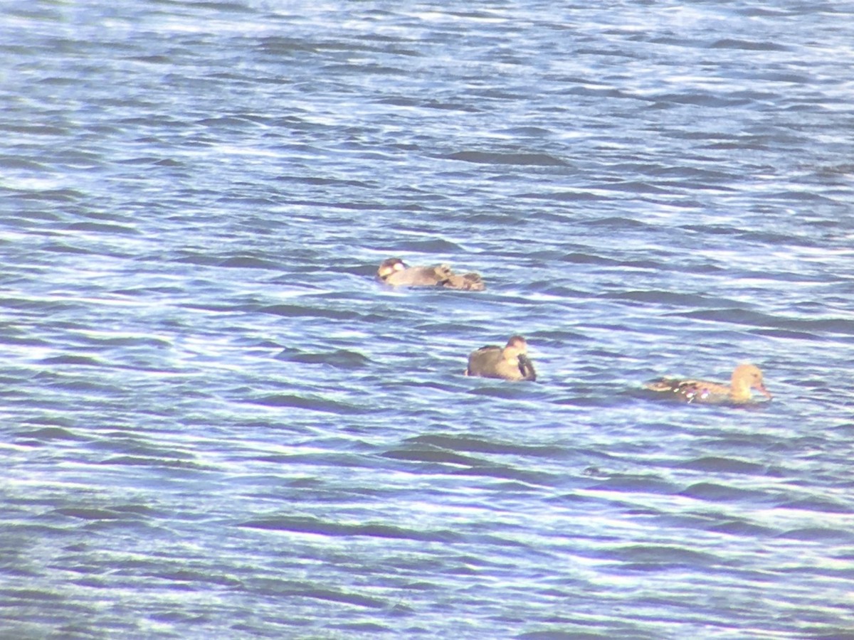 White-winged Scoter - ML273324321