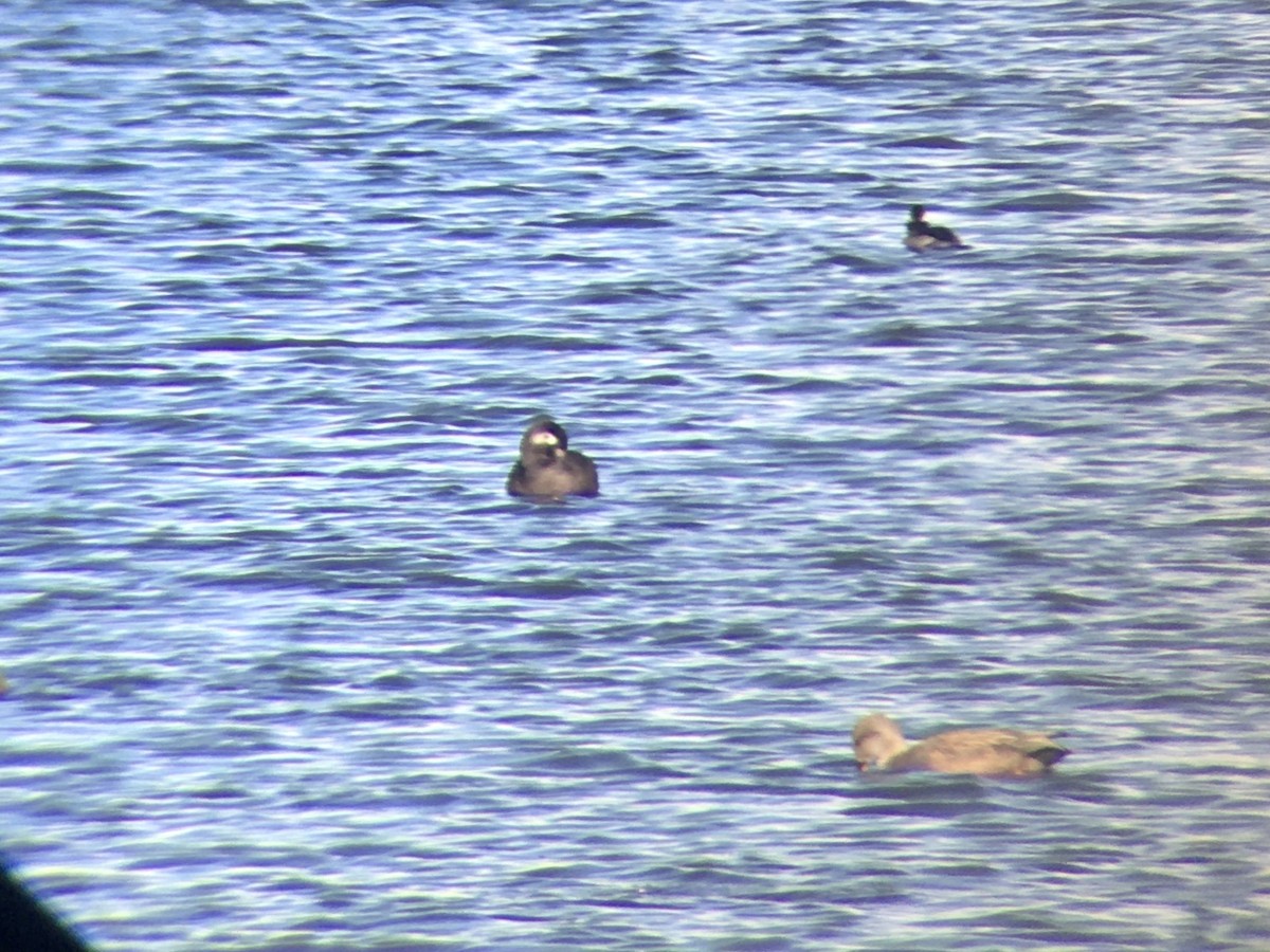 White-winged Scoter - ML273324331