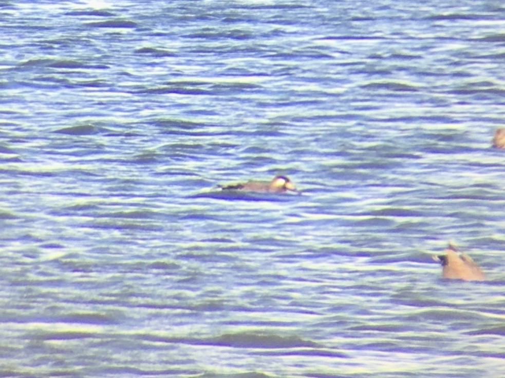 White-winged Scoter - ML273324351