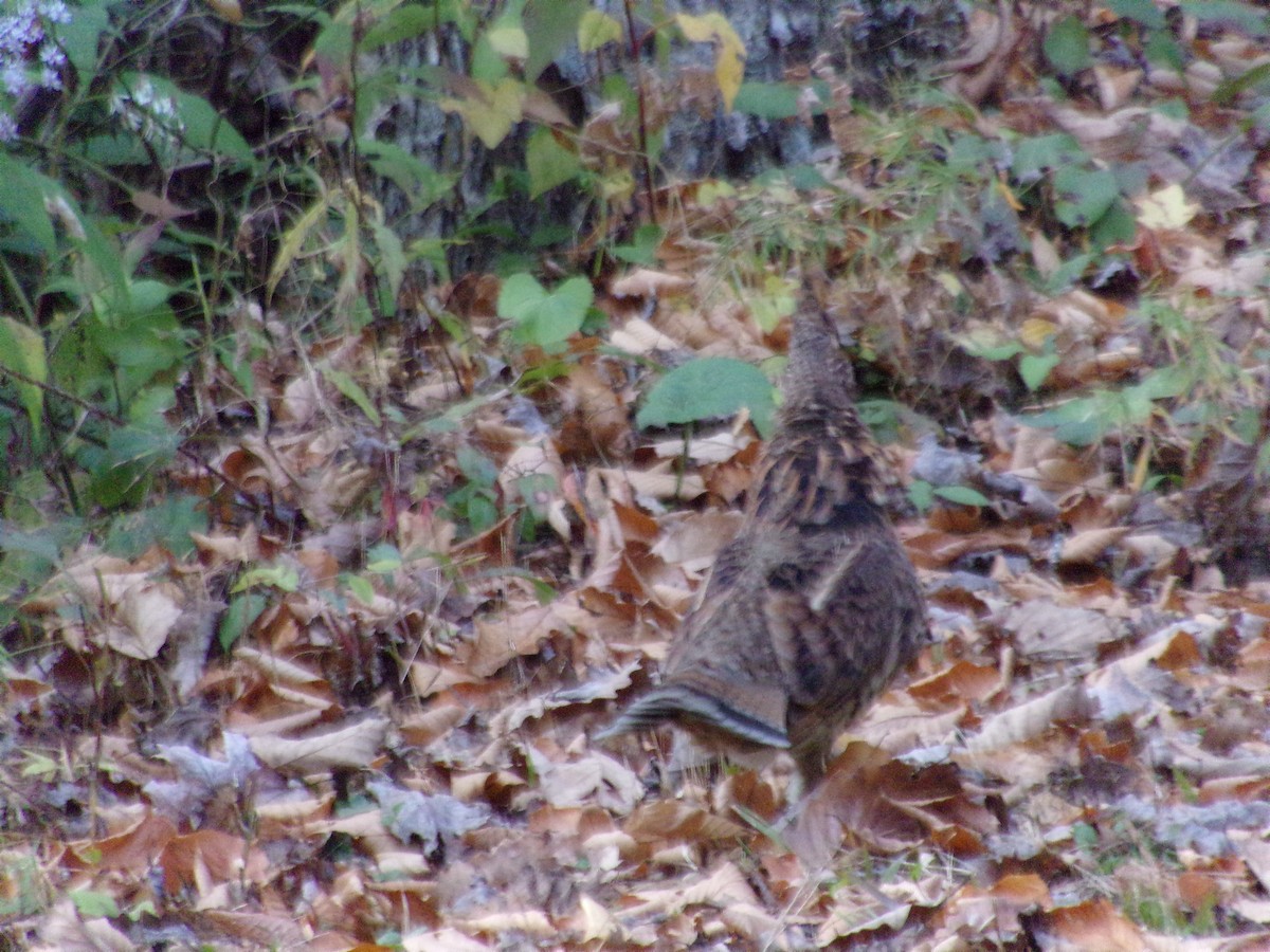 Ruffed Grouse - Phill and Lis Henry
