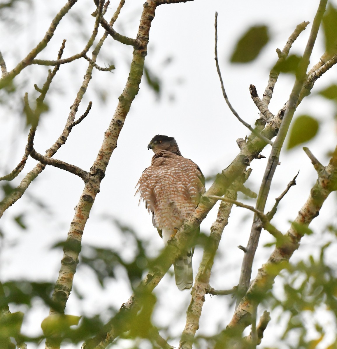 Cooper's Hawk - ML273327241