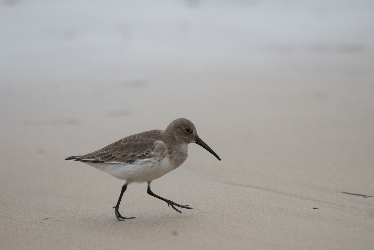 Dunlin - ML273328811