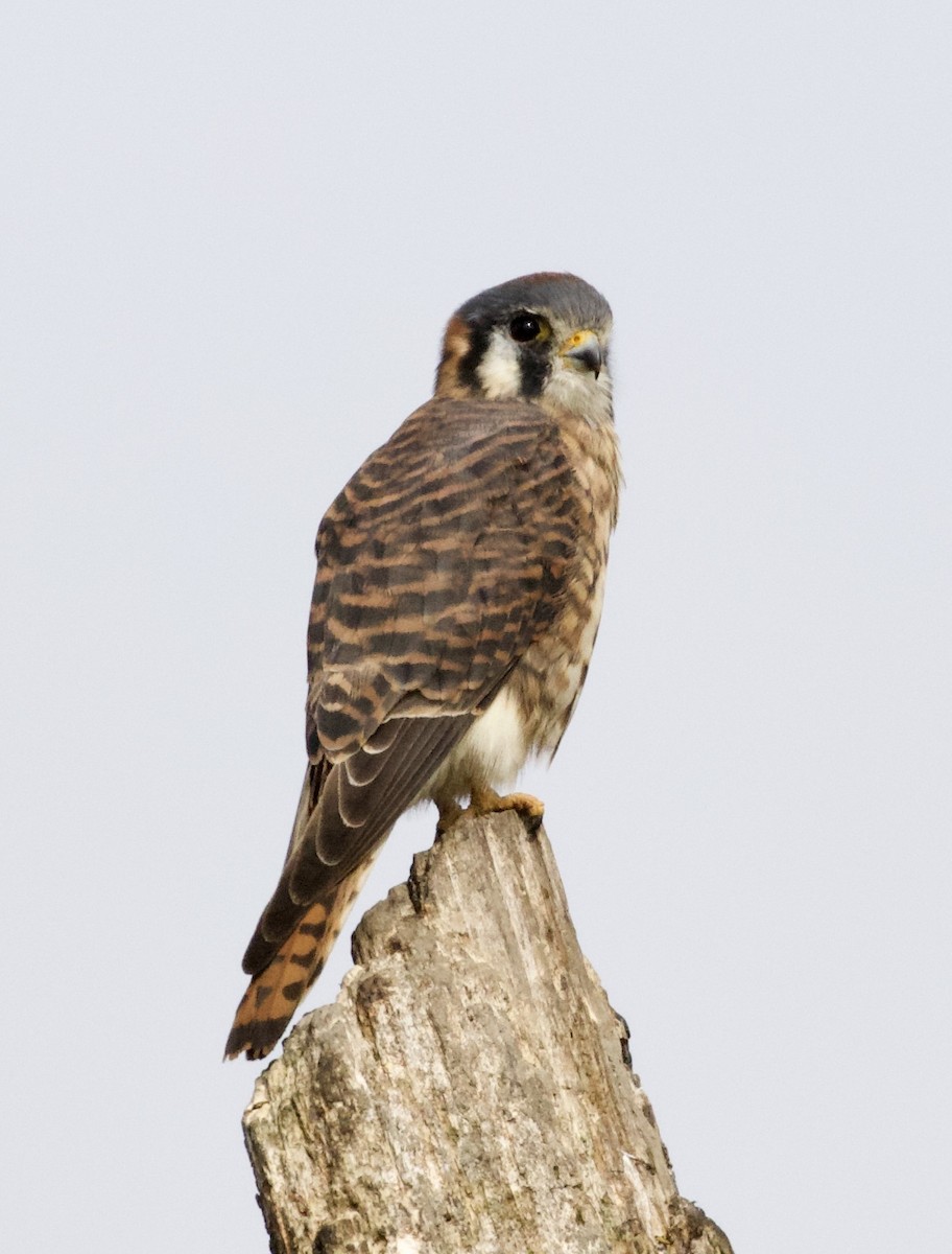 American Kestrel - ML273329441