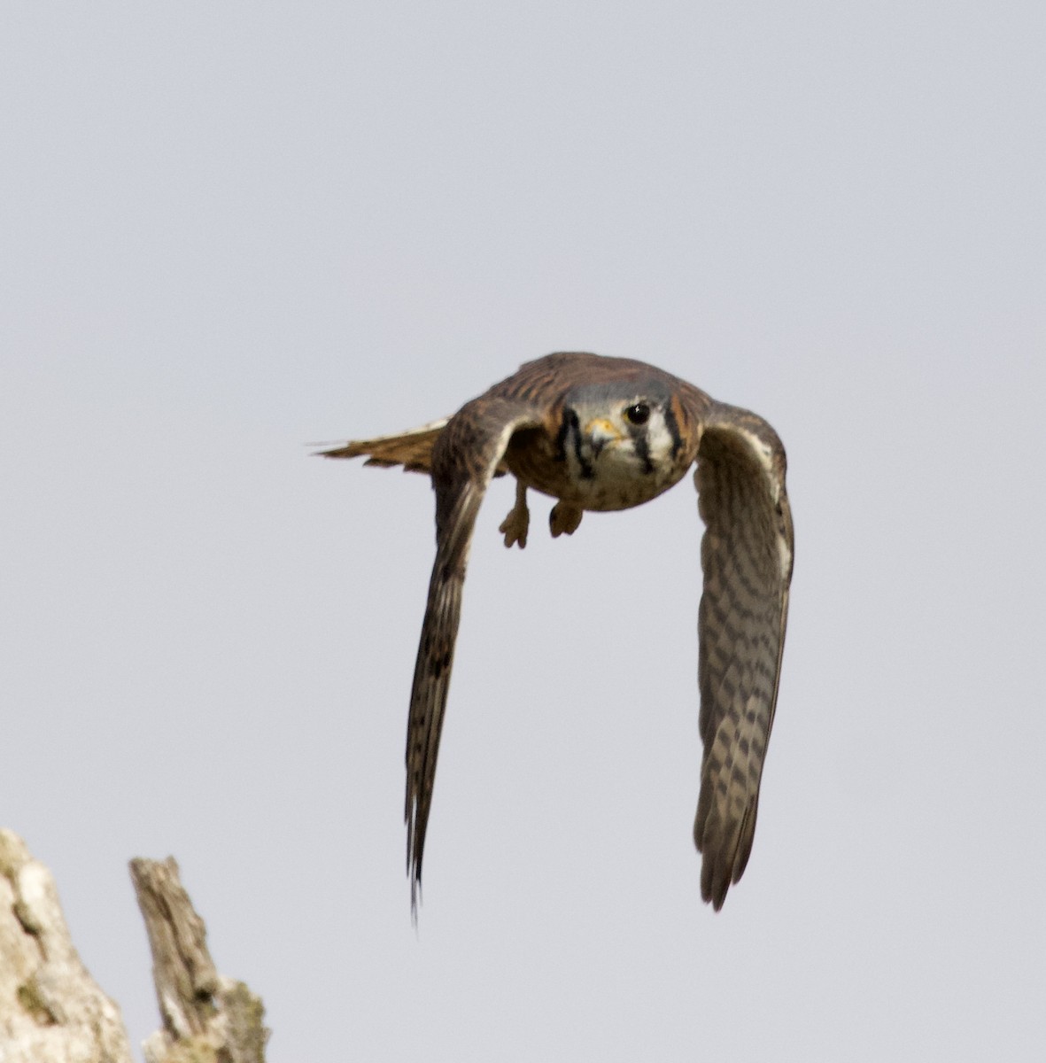 American Kestrel - ML273329451