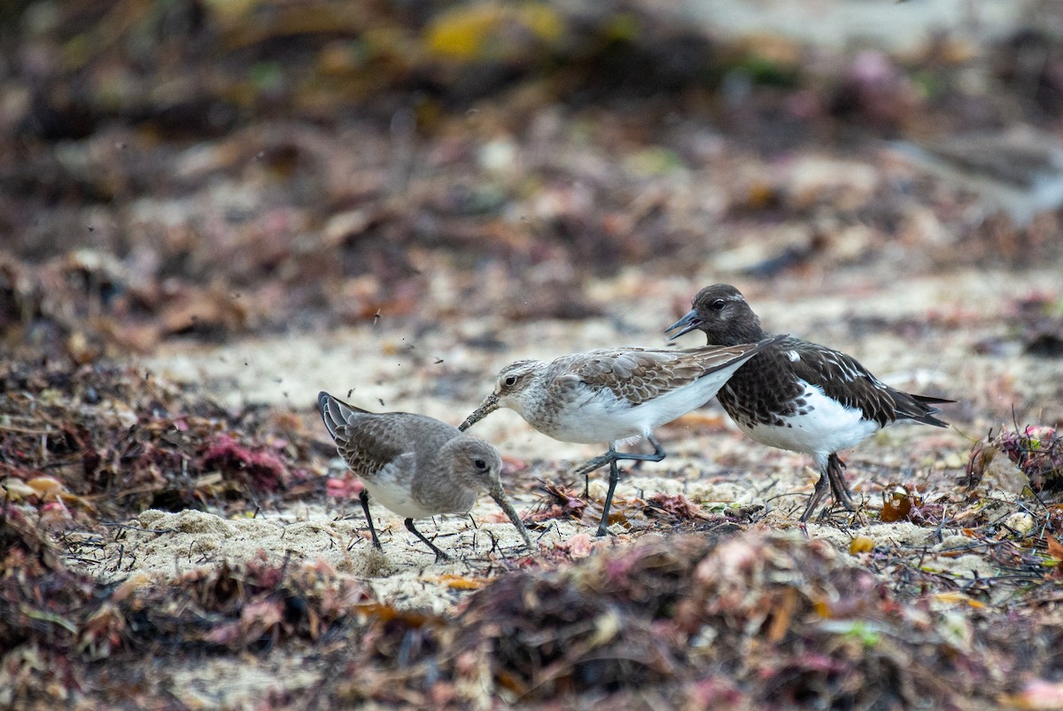 Curlew Sandpiper - ML273329561