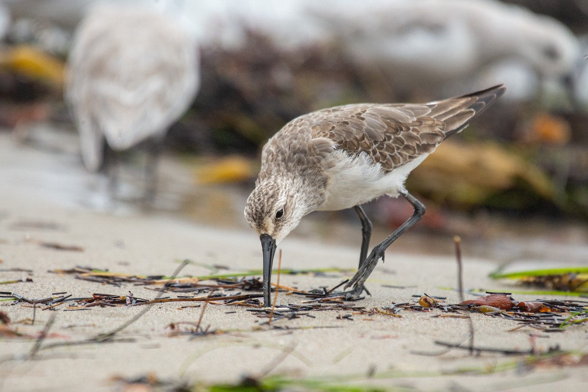 Curlew Sandpiper - ML273329571