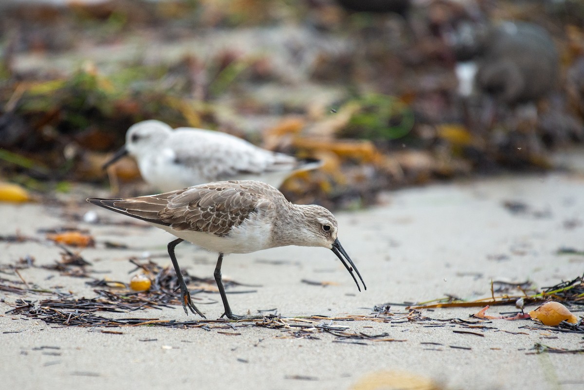 Curlew Sandpiper - ML273329591