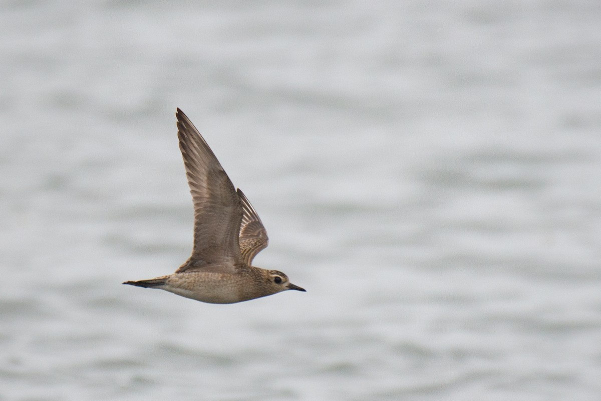 Pacific Golden-Plover - Herb Elliott