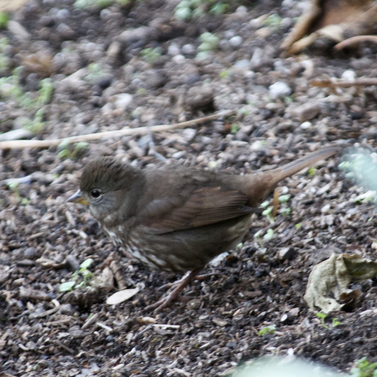 Fox Sparrow - ML273330341